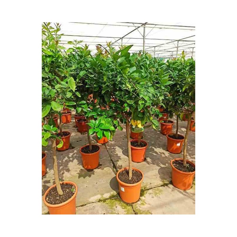 Citrus limon (citronnier) blanc - taille pot de 80l - 150/175cm -25/30 peri