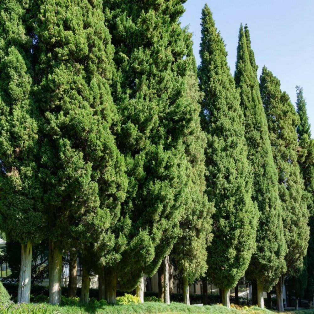 Cyprès de provence (cupressus sempervirens) - godet - taille 15/30cm