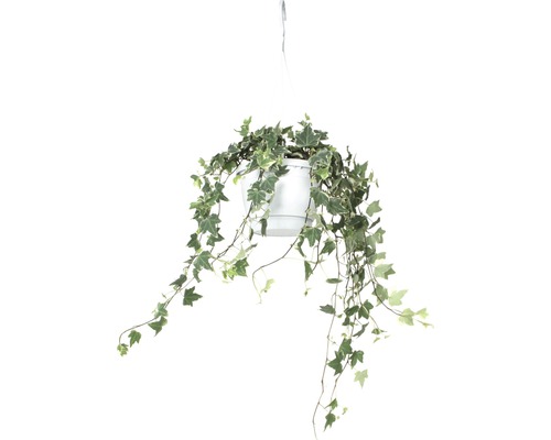 Kleurrijke klimop hangplant FloraSelf Hedera helix H 50-80 cm Ø 17 cm pot
