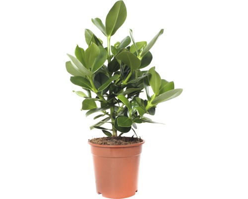 Balsemappel FloraSelf Clusia rosea 'Princess' H 55-65 cm Ø 17 cm pot