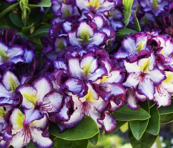 Rhododendron HAPPYdendron® Pushy Purple