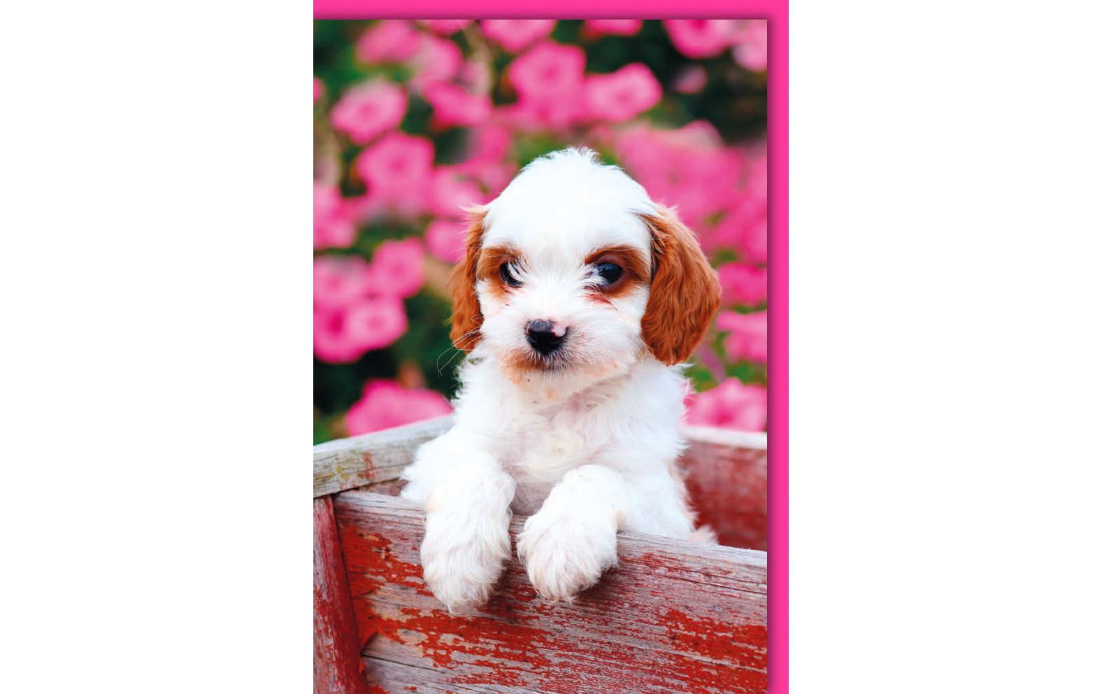 Motivkarte Hundewelpe 11.5 x 17 cmUniversalkarte zum Gratulieren