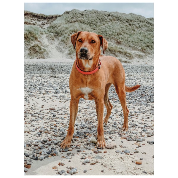 Hunter - Convenience Comfort - Collier pour chien