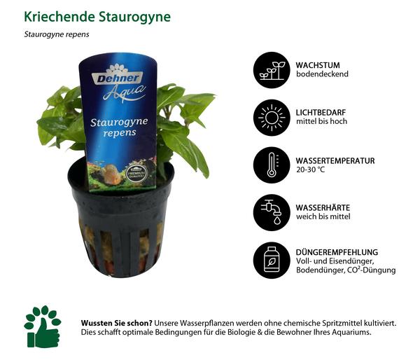 Dehner Aqua Premium Aquarienpflanzen-Set für