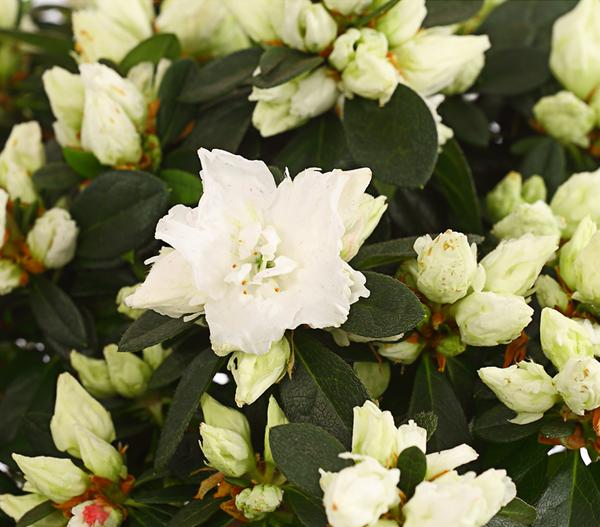 Zimmerazalee - Rhododendron simsii, Busch,