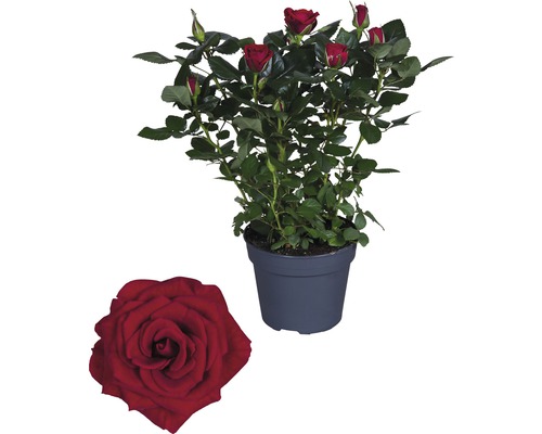 Kamerroos FloraSelf Rosa hybride 'Isabel' H 30-40 cm Ø 13 cm pot