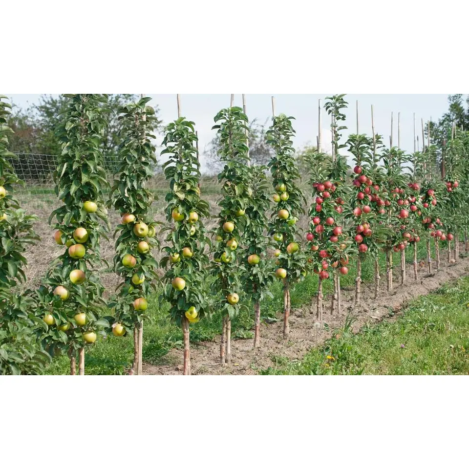 Mix fruitzuilen - Set van 16 - Malus, Pryus, Prunus - Hoogte 60-70cm - ⌀9cm