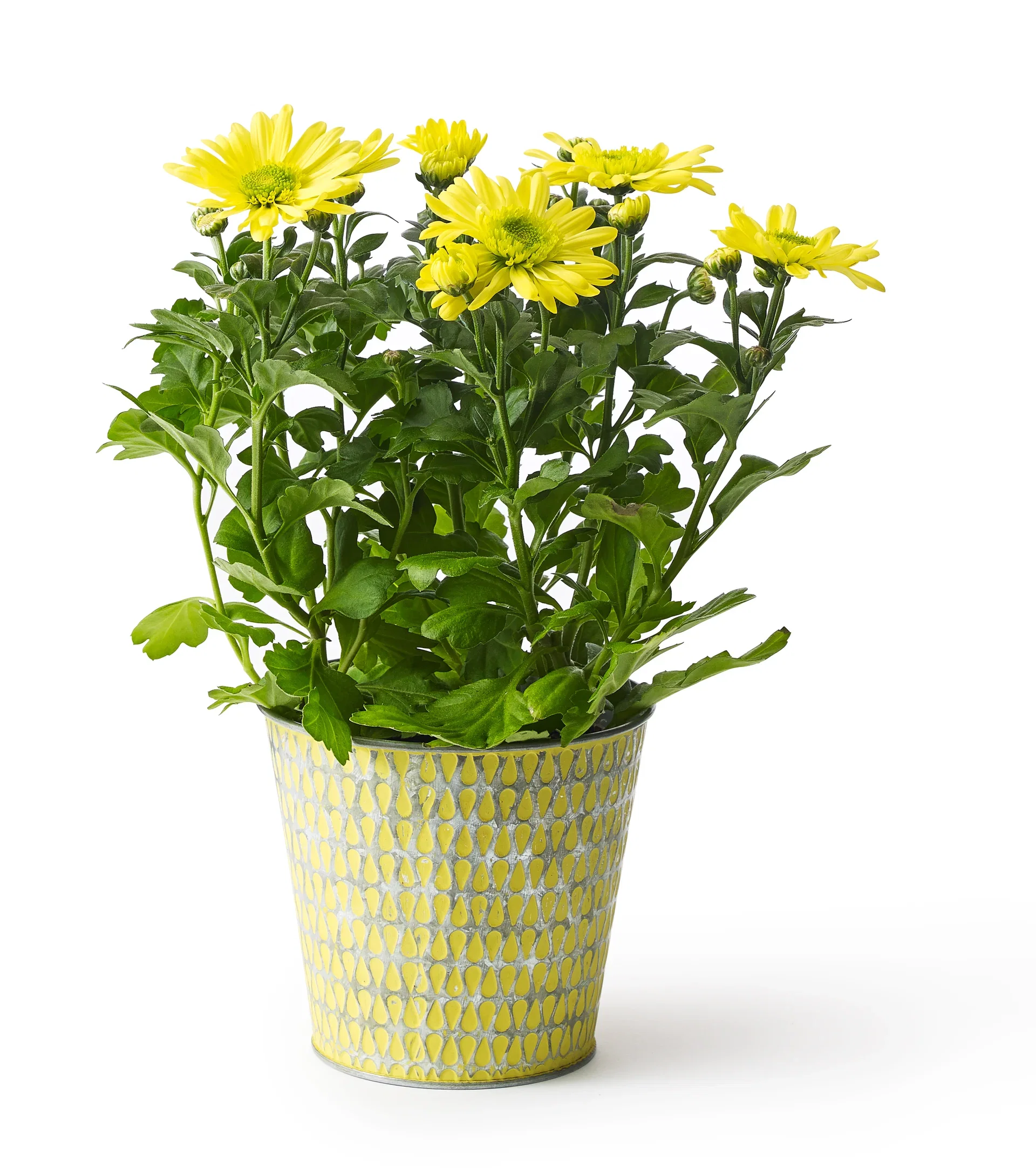 Chrysanthemum x morifolium Krysantemum Høyde 25 cm