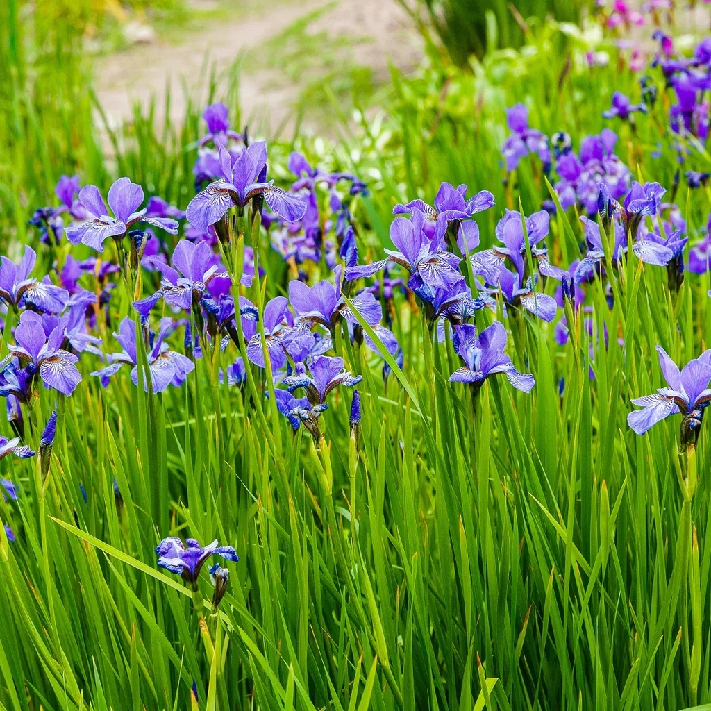 Iris (Sibirica-Group) 'Blue King' Sibiriris 'Blue King' Ø11 cm