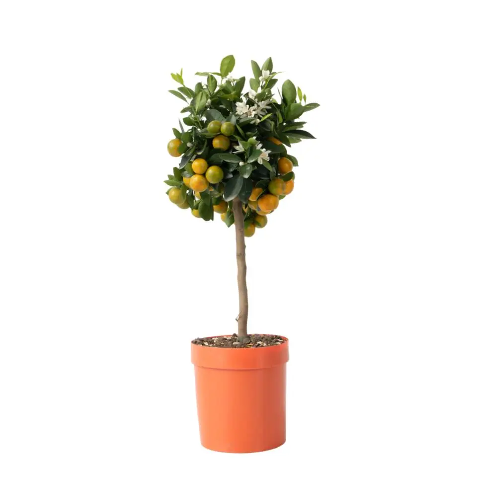 Sinaasappelboom - Citrus mitis 'Calamondin' - Hoogte 55-65cm - ⌀19cm