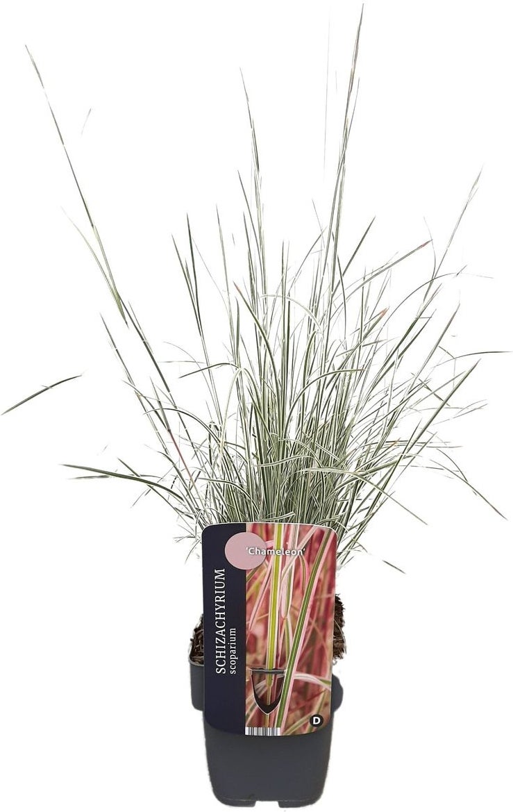 Steppegras (Schizachyrium scoparium 'Chameleon') D 17 H 10 cm