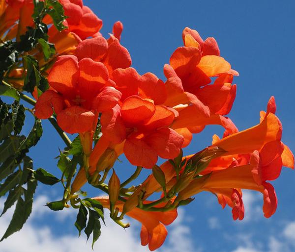Trompetenblume 'Mme. Galen'