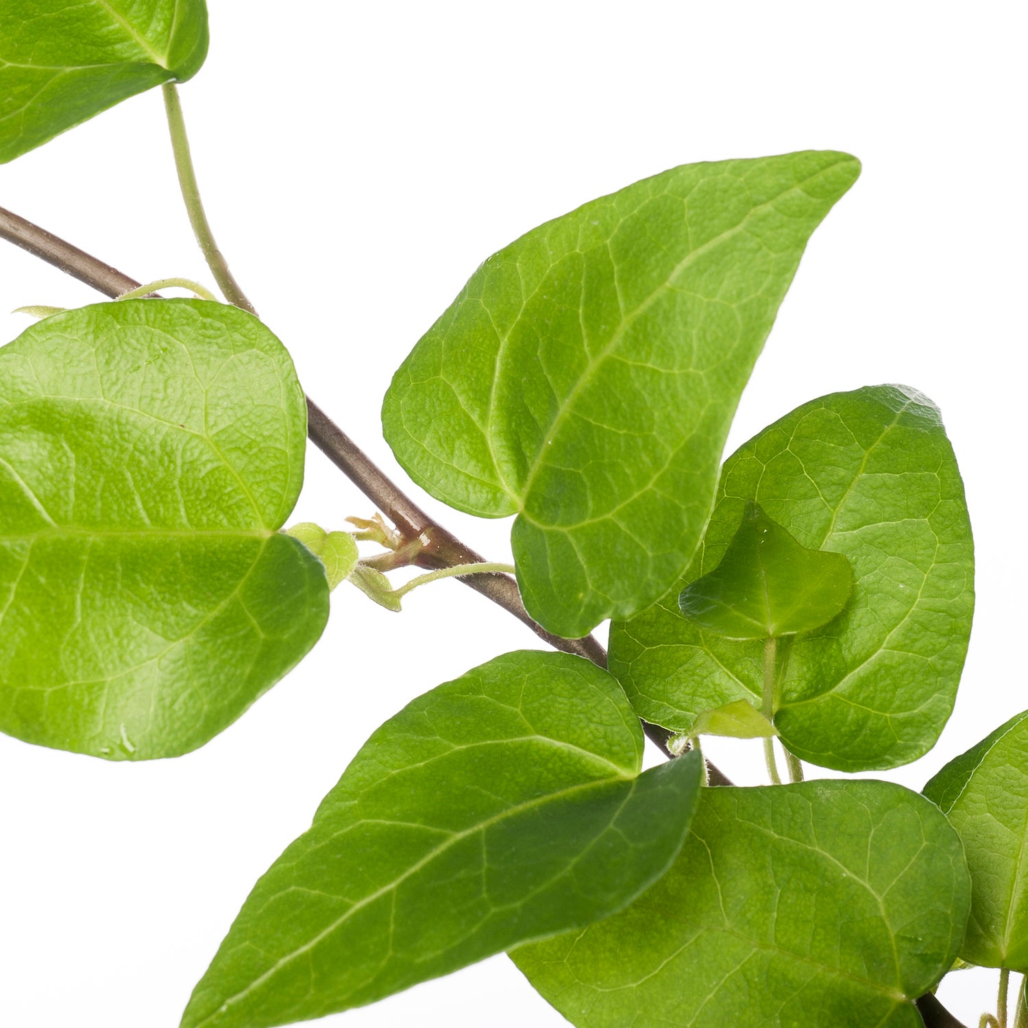 Klimop (Hedera helix 'Mein Herz') D 13 H 25 cm