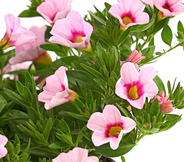 Minihängepetunie 'Rosenauge'