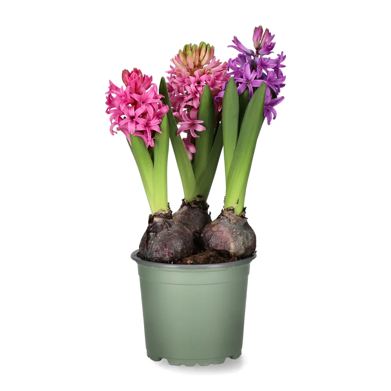 Svibel pastellmiks Omkrets 17 cm