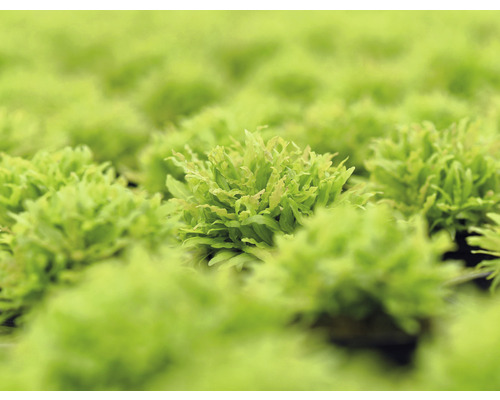 Kleine Waterster - Pogostemon helferi