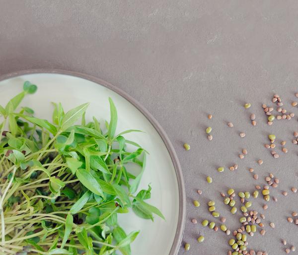 Dehner Bio-Keimsprossen 'Pikant-aromatische