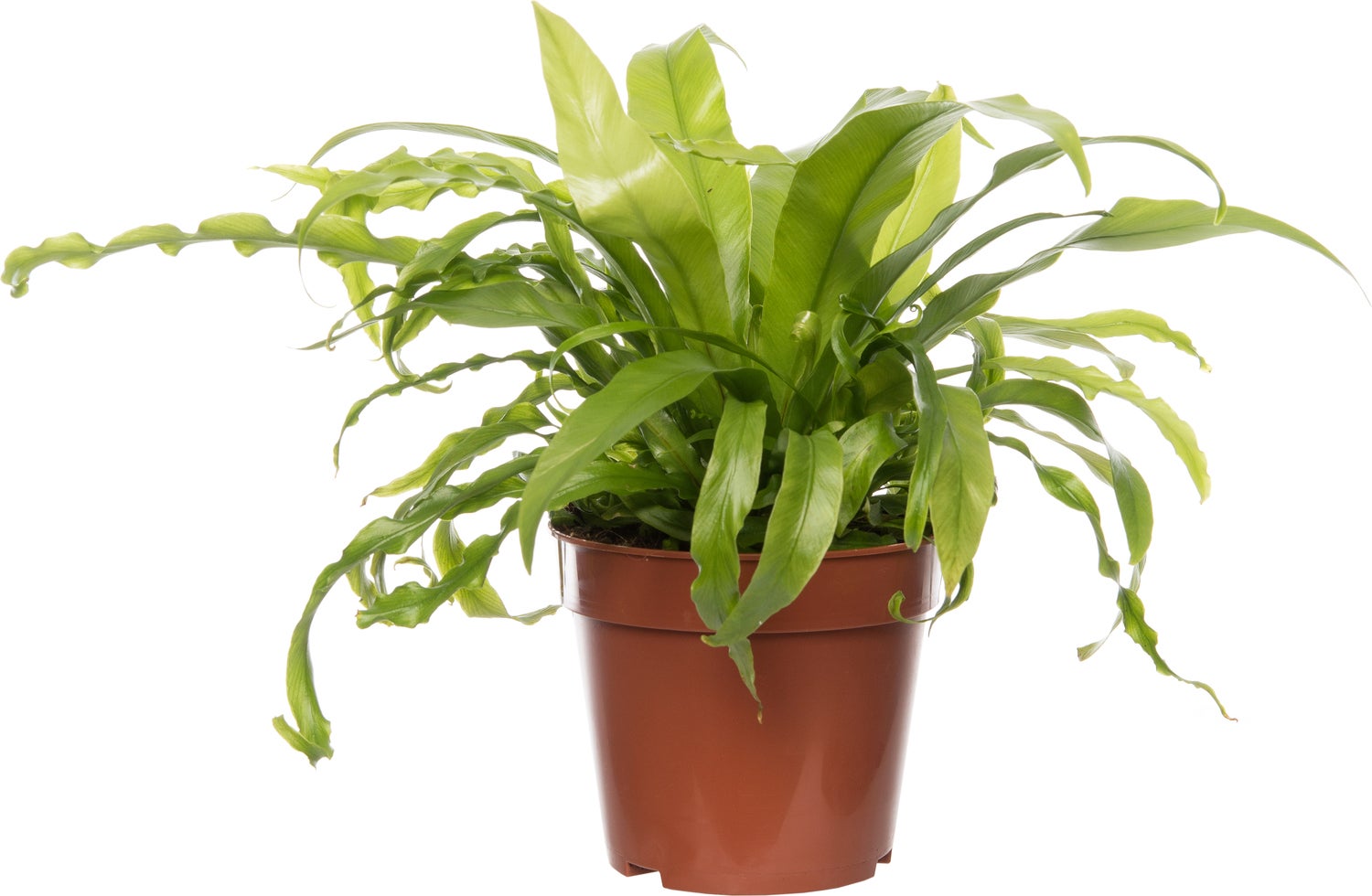 Nestvaren (Asplenium antiquum) D 12 H 25 cm