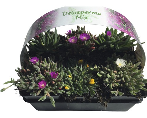 IJsplant FloraSelf Delosperma cooperi Ø 7 cm Pot 6 st