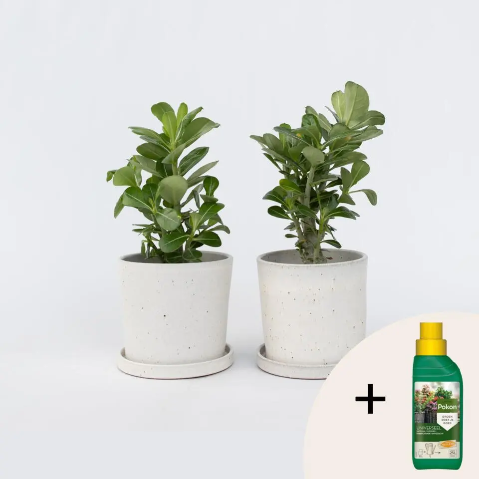 Woestijnroos - Set van 2 - Adenium obesum - Hoogte 25-40cm - ⌀10,5cm