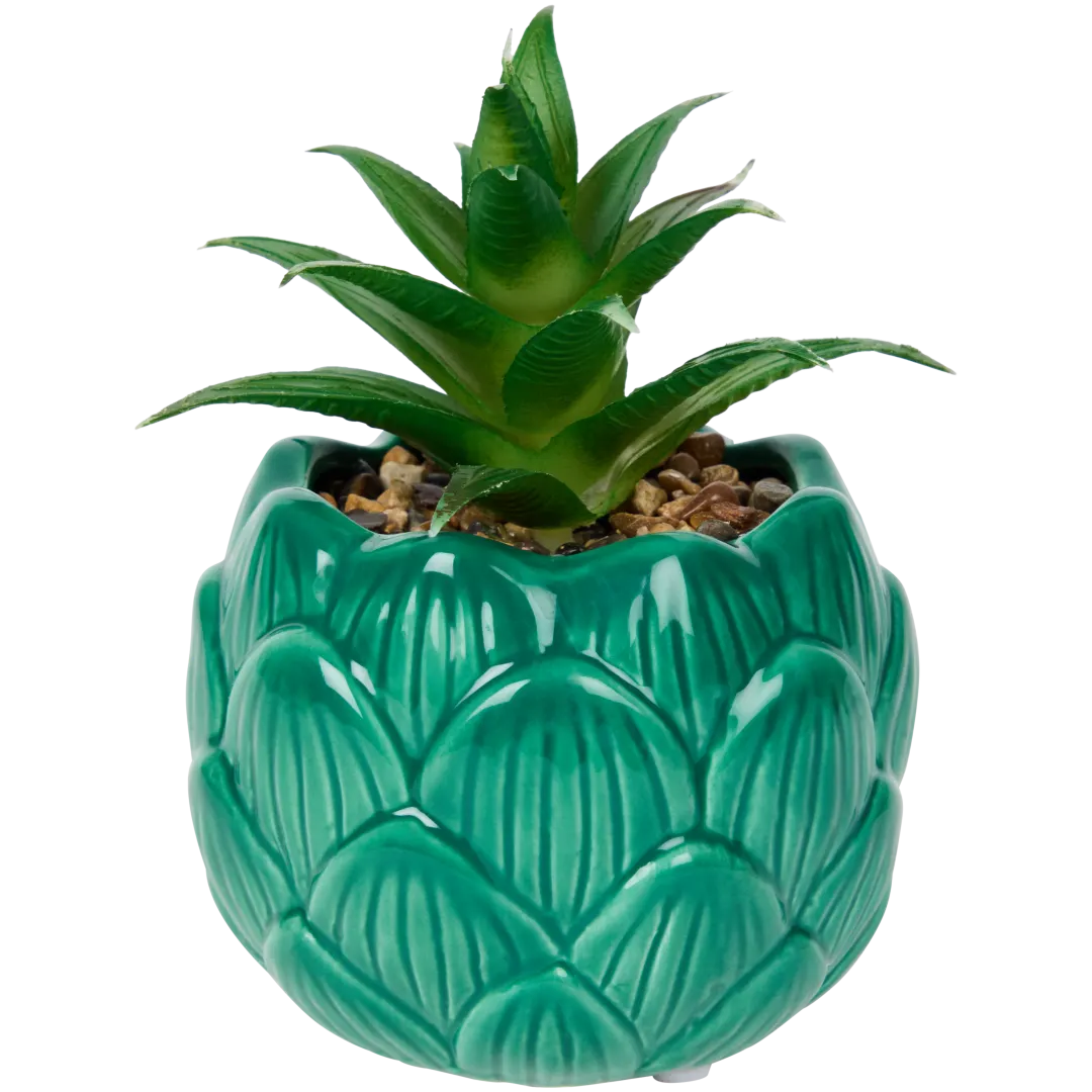 Plante grasse en pot