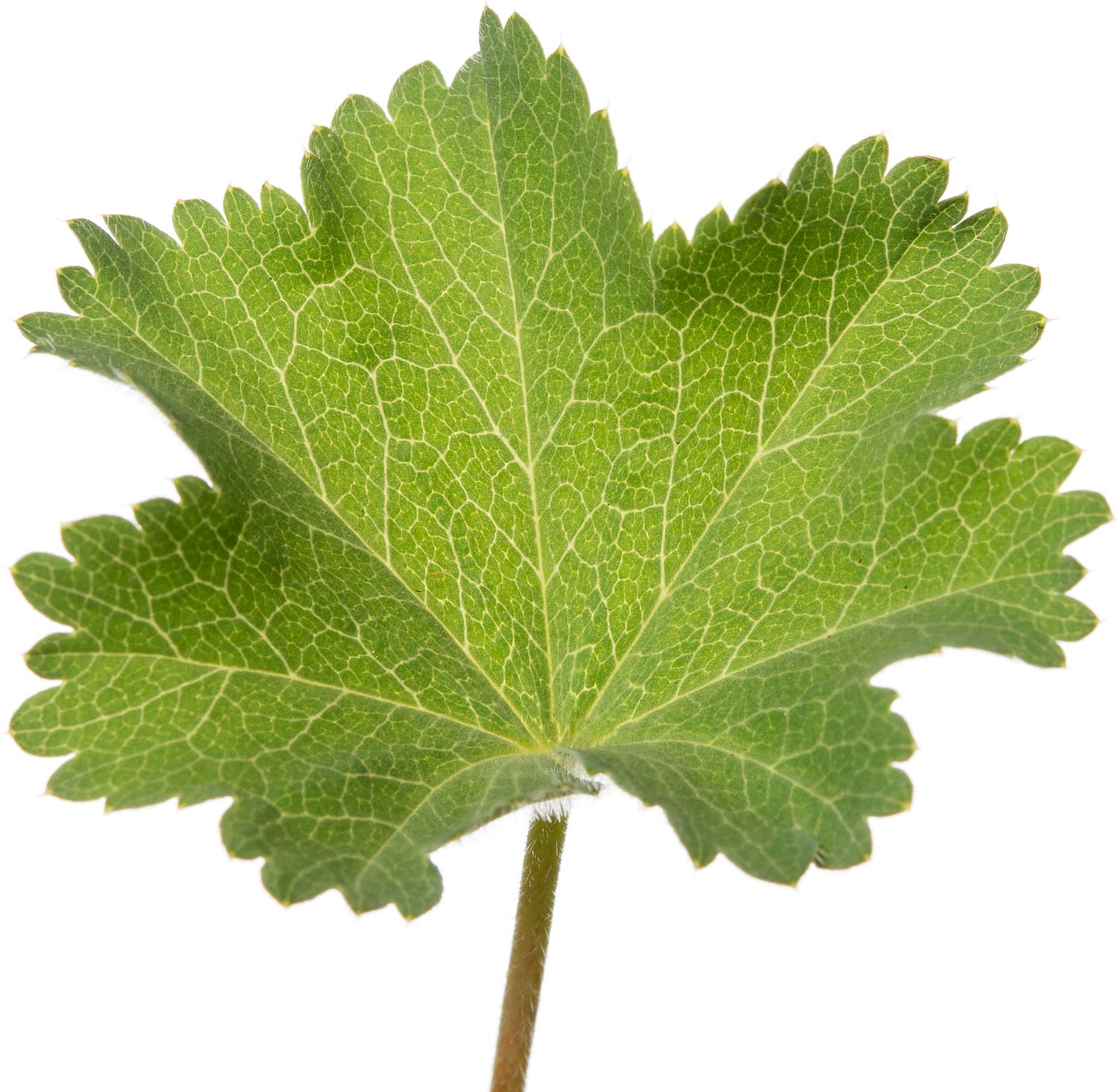Vrouwenmantel (Alchemilla mollis) sixpack D 9 H 15 cm