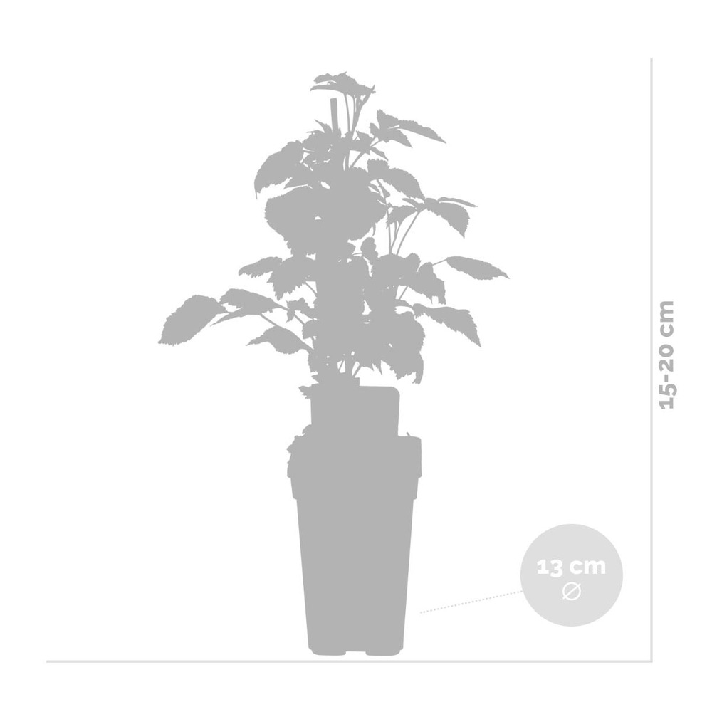 Fragaria x ananassa 'delizzimo' – fraisier –arbuste fruitier– entretien facile - ⌀13 cm - ↕40-50 cm