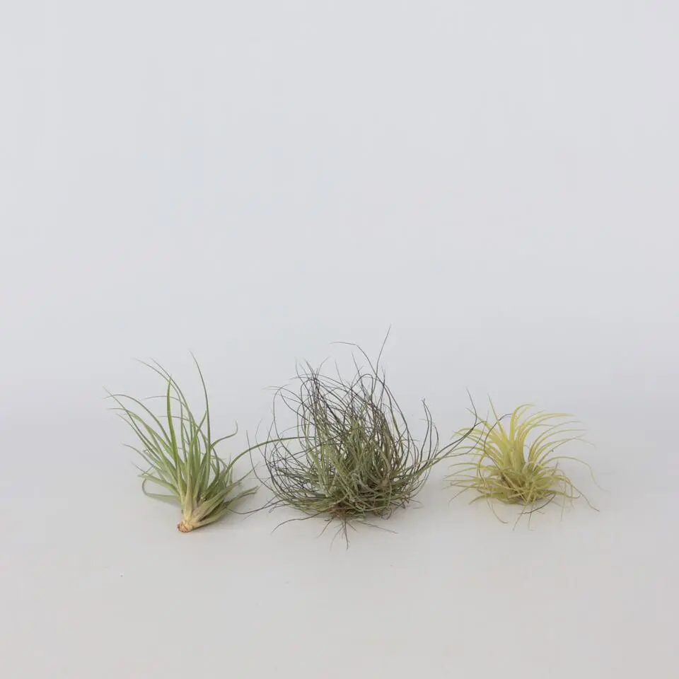 Luchtplantjes - Set van 5 - Tillandsia - Hoogte 5-15cm - ⌀5cm