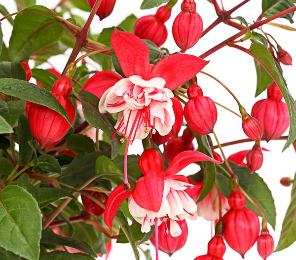 XXL Fuchsie, stehend, verschiedene Sorten