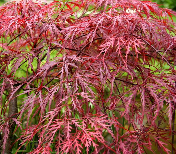 Dunkelroter Schlitz-Ahorn 'Dissectum Garnet'