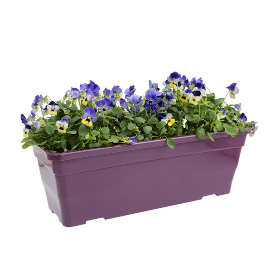 Viola cornuta en jardinière 40cm - Coloris variables