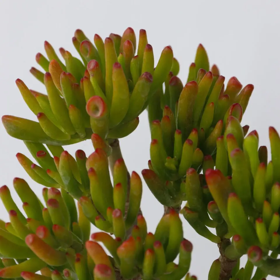 Jadeplant - Set van 2 - Crassula ovata 'Hobbit' - Hoogte 10-20cm - ⌀12cm