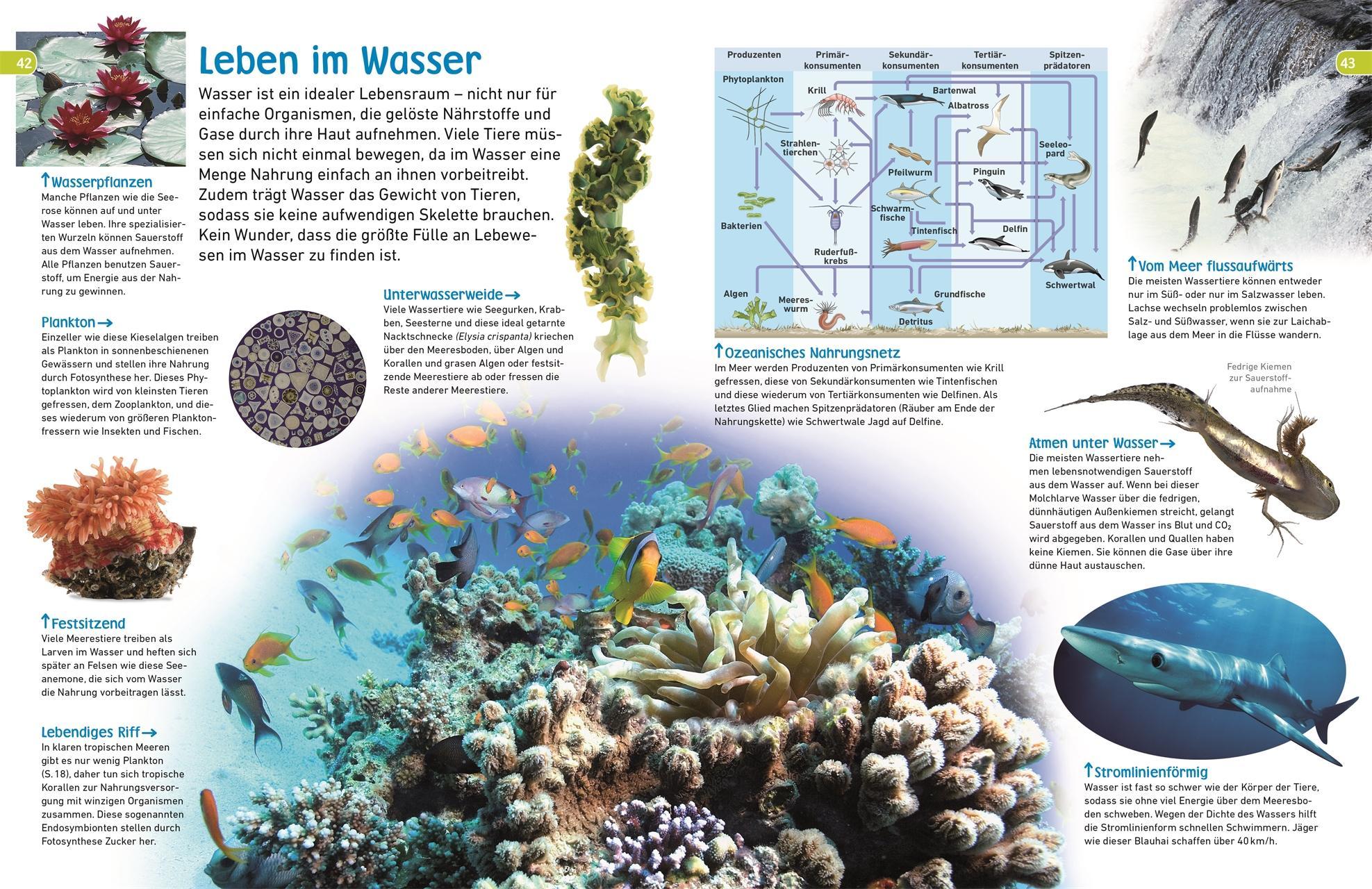 memo Wissen entdecken. Wasser