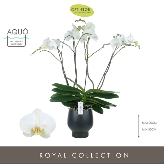 Orchidée - Phalaenopsis Theatro 4T D17-H85 avc cache-pot noir.