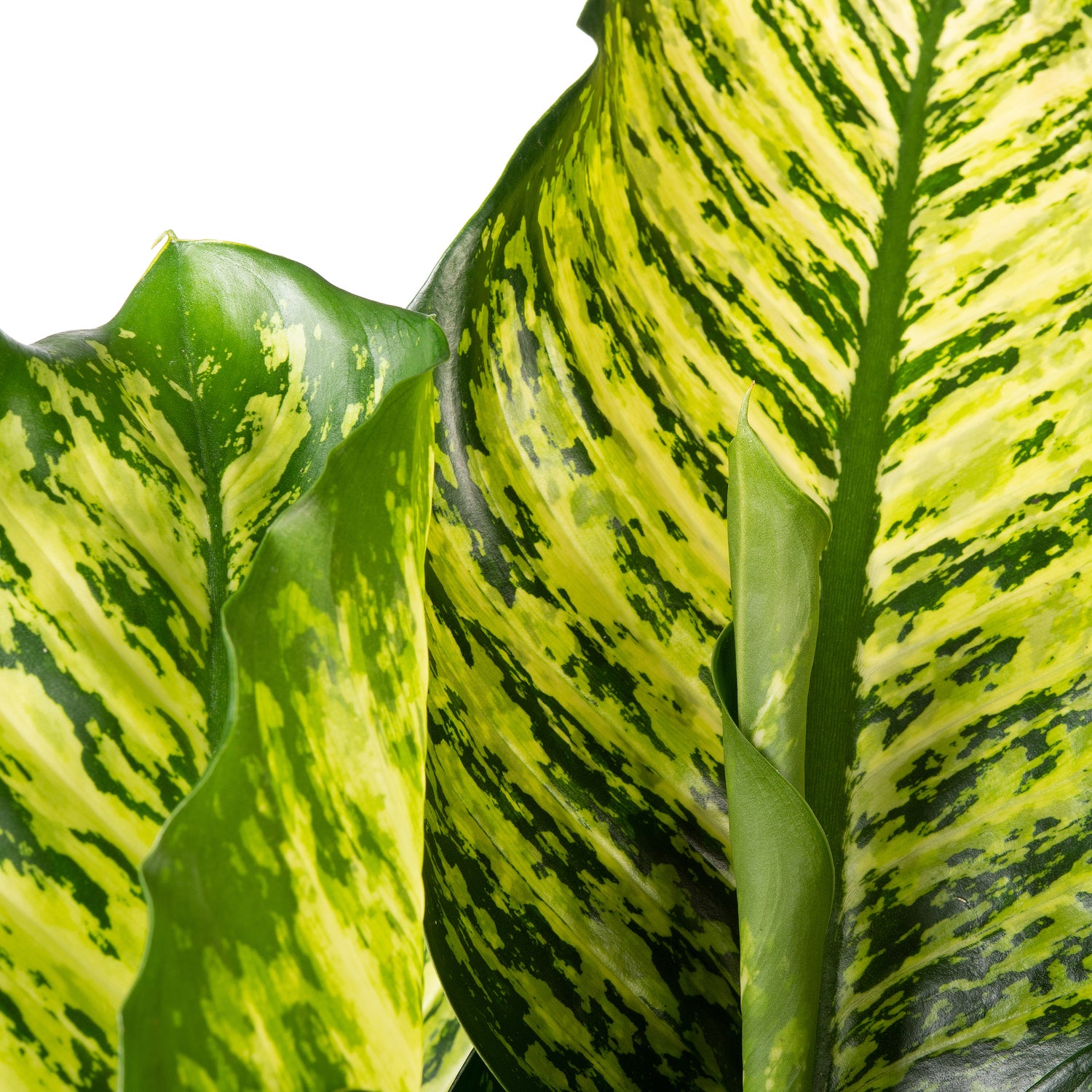 Dieffenbachia (Dieffenbachia 'Maroba' ) D 30 H 80 cm