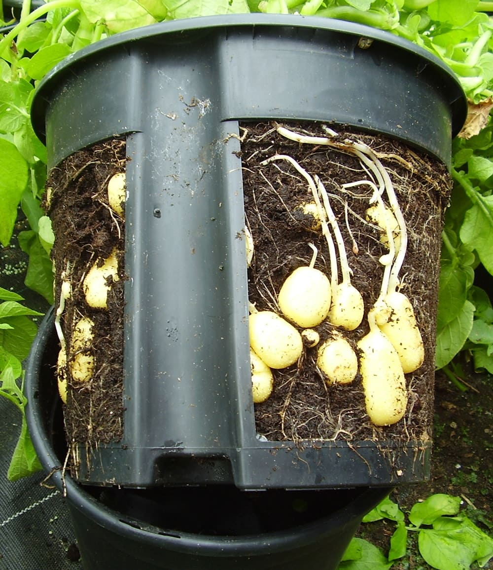 PotatoPot®