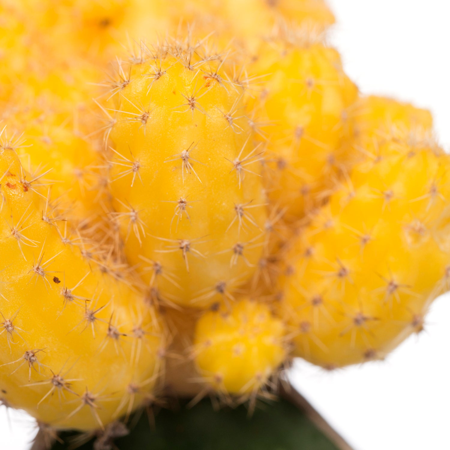 Cactus geënt (Cactus) D 8,5 H 16 cm