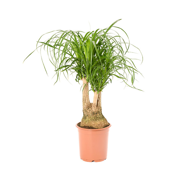 Beaucarnea dans un pot plastique 21cm
