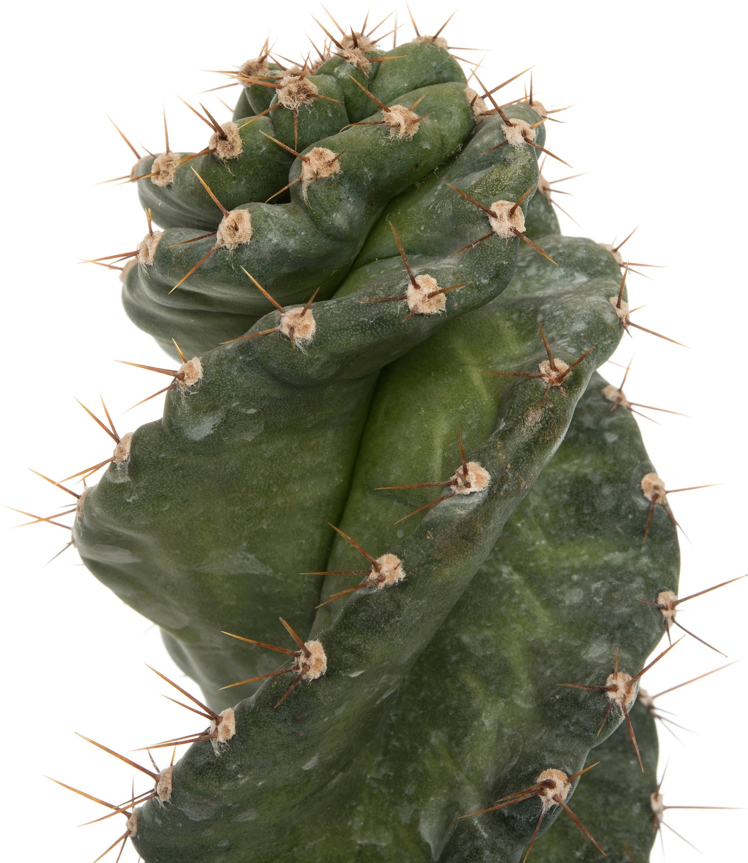Spiraalcactus (Cereus spiralis) D 11 H 25 cm
