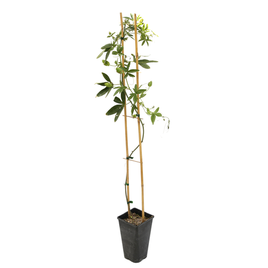 Passiflora caerulea : ctr de 3 litres