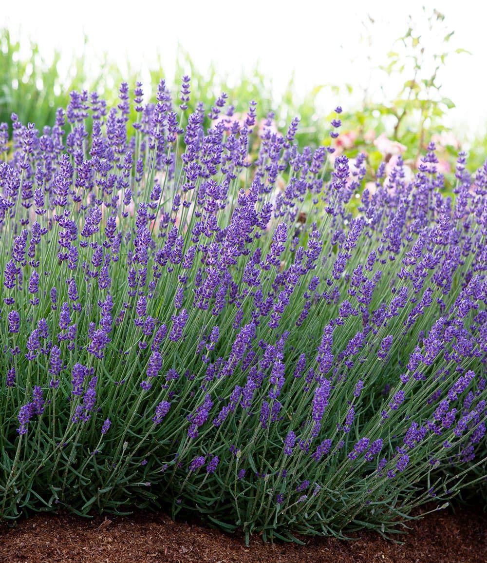 Lavendel 'Blue Jeans'