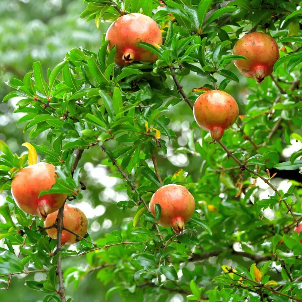 Granaatappel - Set van 3 - Punica granatum - Hoogte 25-40cm - ⌀9cm
