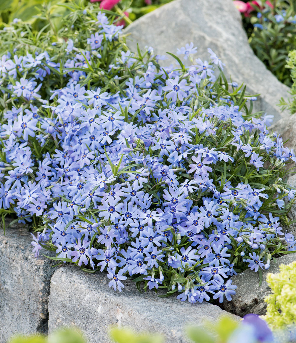 Blauer Teppich-Phlox 25 Stk.