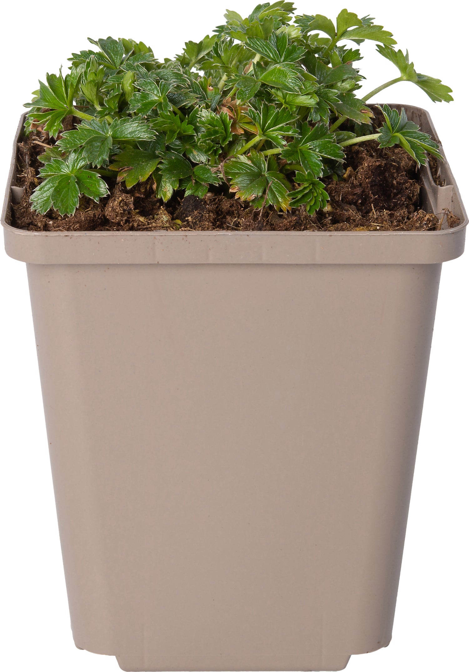 Gele ganzerik (Potentilla aurea) D 9 H 10 cm