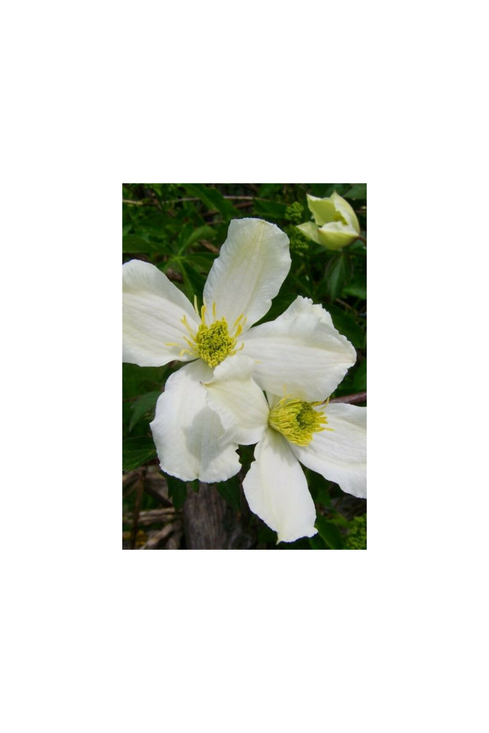 Clématite 'grandiflora' - 3l