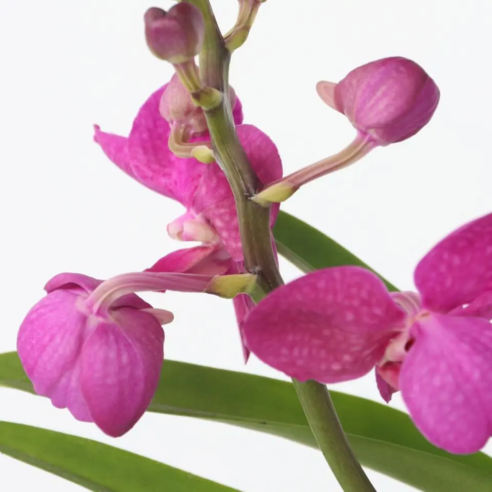 Roze Orchidee met standaard - Vanda 'Pink' - Hoogte 45-55cm