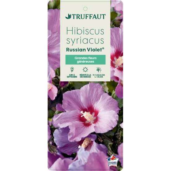 Hibiscus syriacus 'Russian Violet®II' :pot 5L