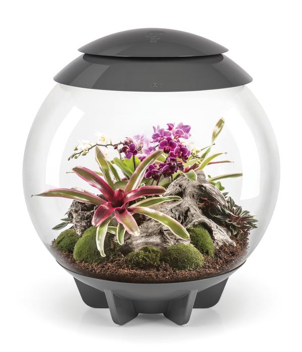 biOrb® Terrarium AIR 60
