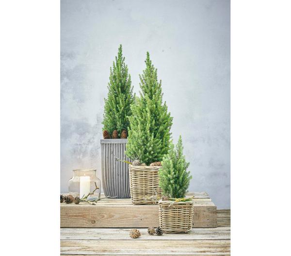 Van der Leeden Rattan-Topf, quadratisch,