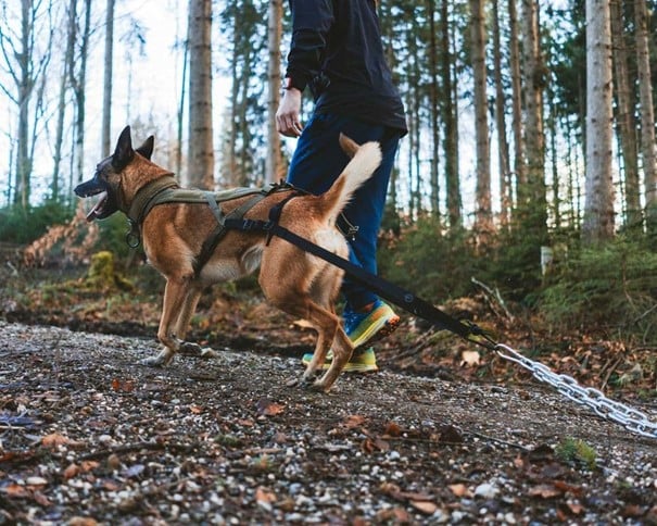 Kjøp Non-Stop Dogwear Pulling Attachment WD fra Hekta på tur her!